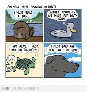 animal logic